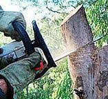 Best Emergency Tree Removal  in Laurens, IA