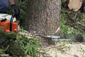 Best Tree and Shrub Care  in Laurens, IA