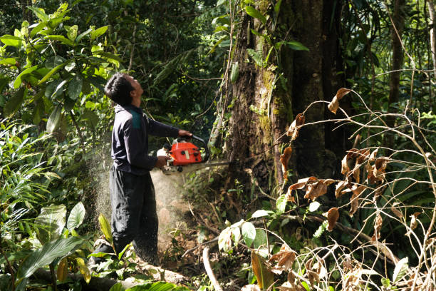 Professional Tree Services in Laurens, IA