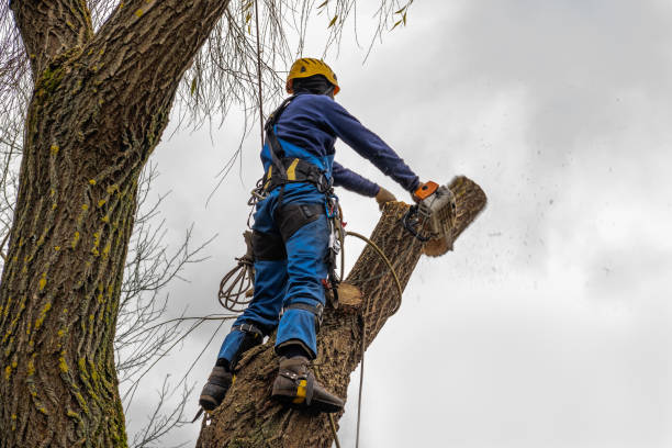 Best Tree Maintenance Programs  in Laurens, IA