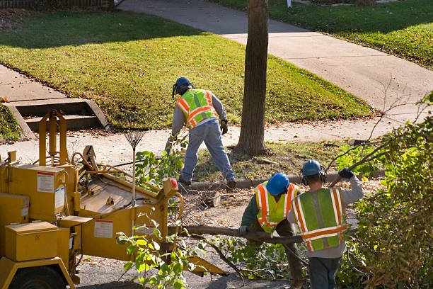 Best Tree Mulching  in Laurens, IA