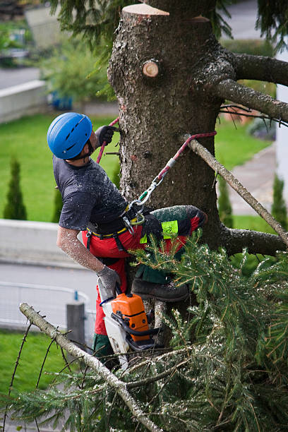 How Our Tree Care Process Works  in  Laurens, IA