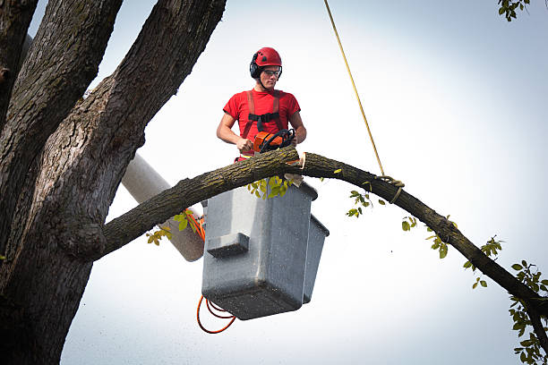  Laurens, IA Tree Services Pros
