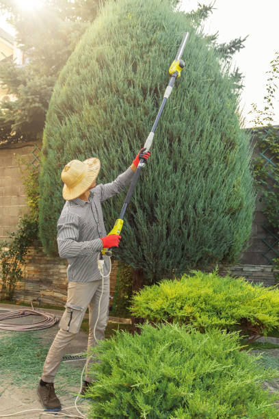 Best Tree Trimming and Pruning  in Laurens, IA